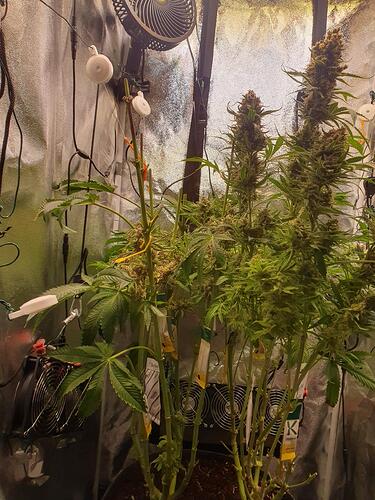 Growreport Bild 13