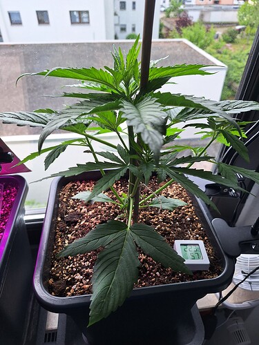 Growreport Bild 4