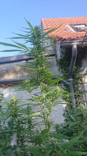 KJ223.09.