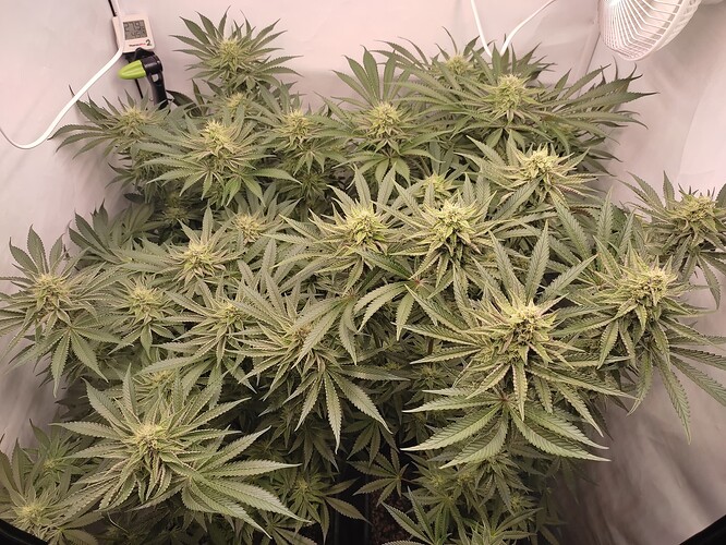 Growreport Bild 11