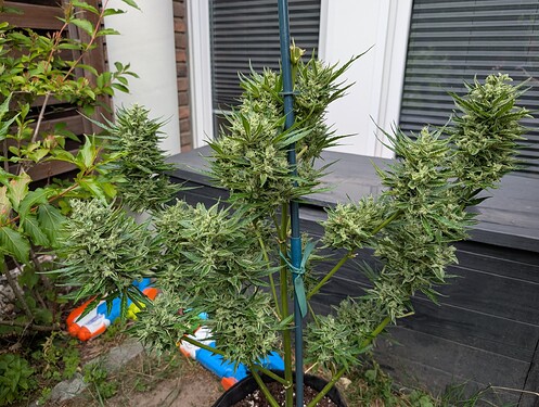 Growreport Bild 20