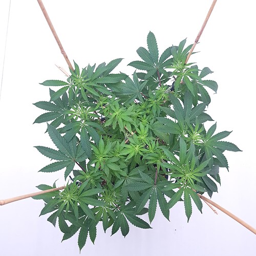 Growreport Bild 8