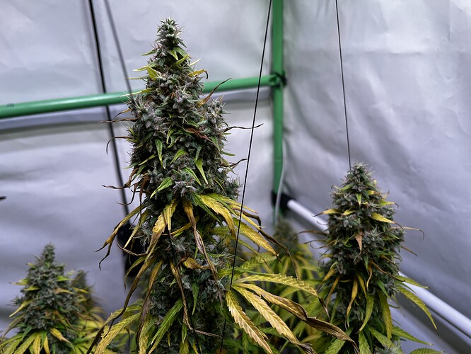 Growreport Bild 15