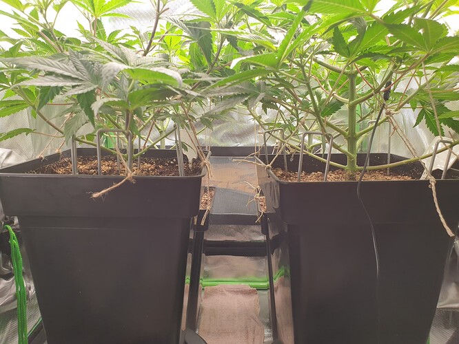 Growreport Bild 5
