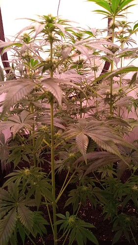Growreport Bild 3