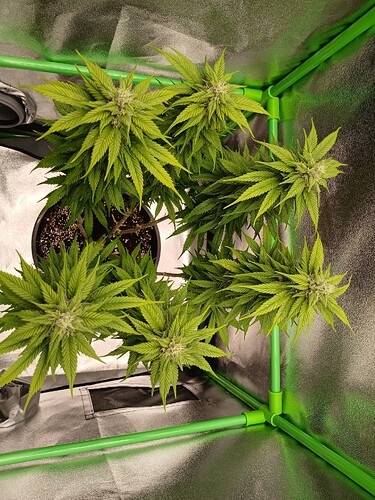 Growreport Bild 24