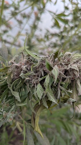 Growreport Bild 6