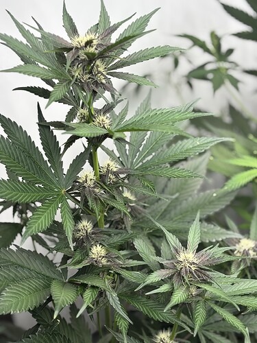 Growreport Bild 22