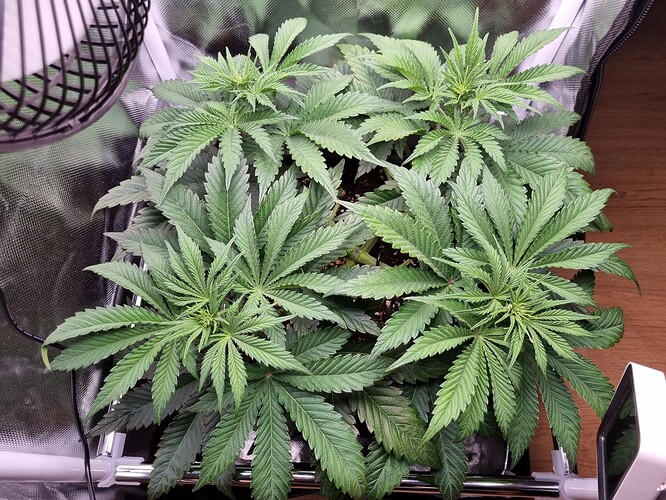 Growreport Bild 2