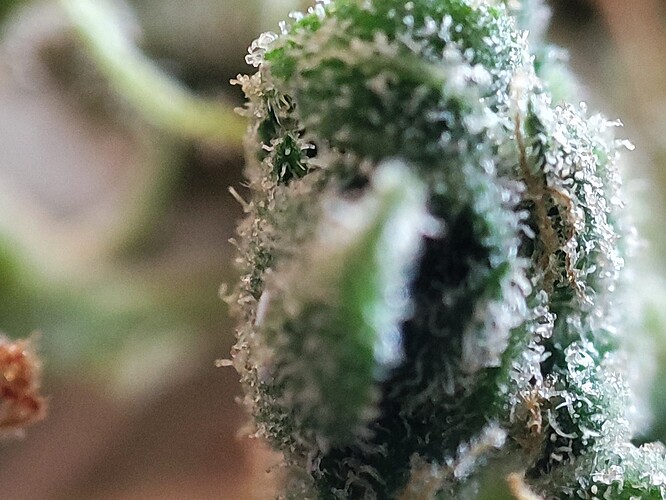 Growreport Bild 40
