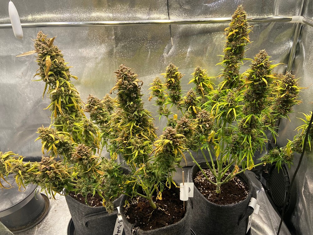 Vanilla Frosting [Humboldt] / Mandarin Cookies R3 + Fanta Sea RBX [Ethos]... Growbegleitendes Notizbuch für den Frühling/Sommer... 3 Zelte... 7 Strains... 11 Blumen