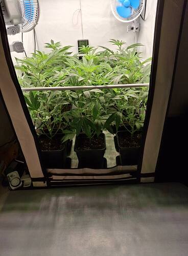 Growreport Bild 1