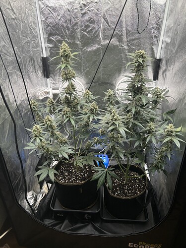 Growreport Bild 6