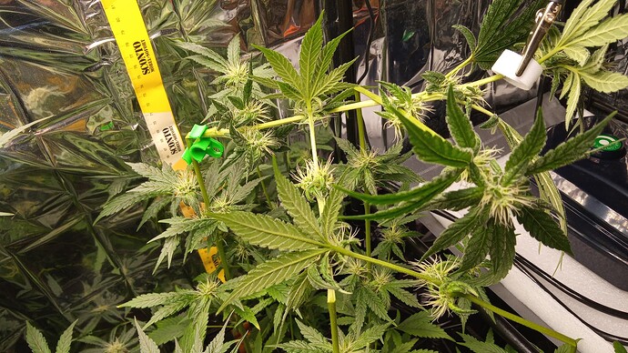 Growreport Bild 3