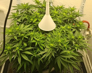 Growreport Bild 51