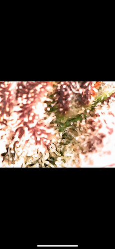 Growreport Bild 13