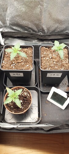 Growreport Bild 1