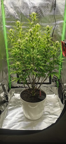 Growreport Bild 1