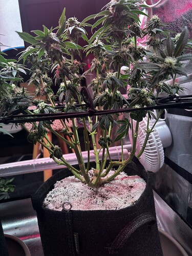 Growreport Bild 6