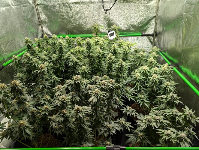 Growreport Bild 1