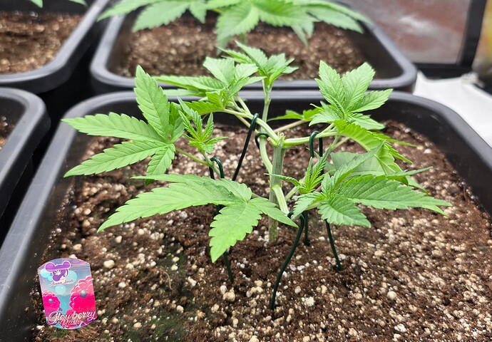Growreport Bild 27