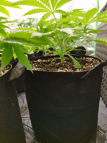 Eine junge Cannabispflanze in einem schwarzen Stofftopf, die sich in der Wachstumsphase befindet.