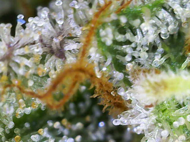 Growreport Bild 27