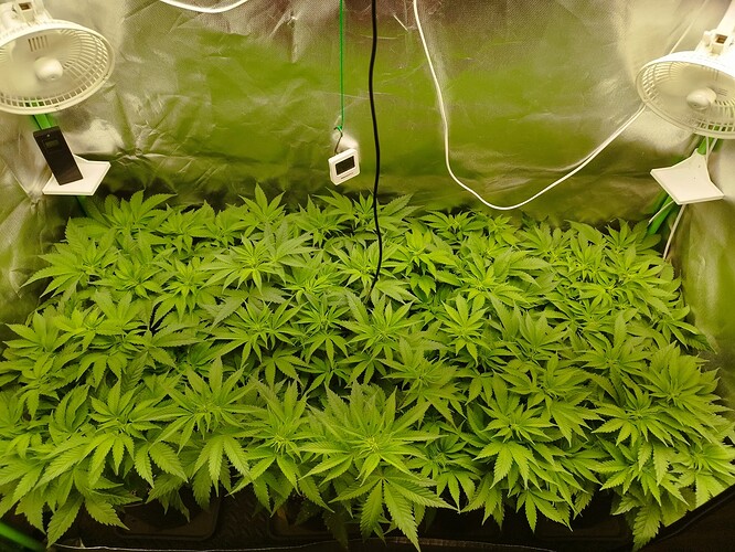 Growreport Bild 2