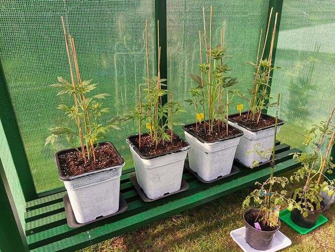 Lucky Hemp, LT25 (2)