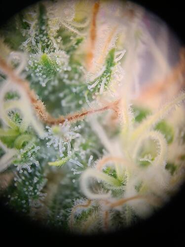 signal-2024-09-03-221130_009