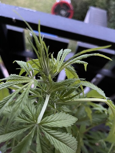 Growreport Bild 5