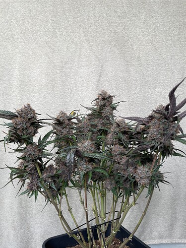 Growreport Bild 11