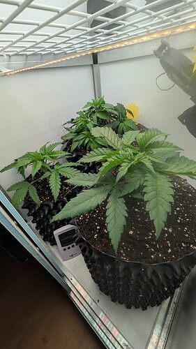 PXL_20250406_063915536