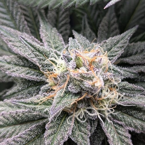 Growreport Bild 2
