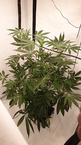 Growreport Bild 5