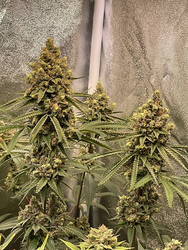 Growreport Bild 5