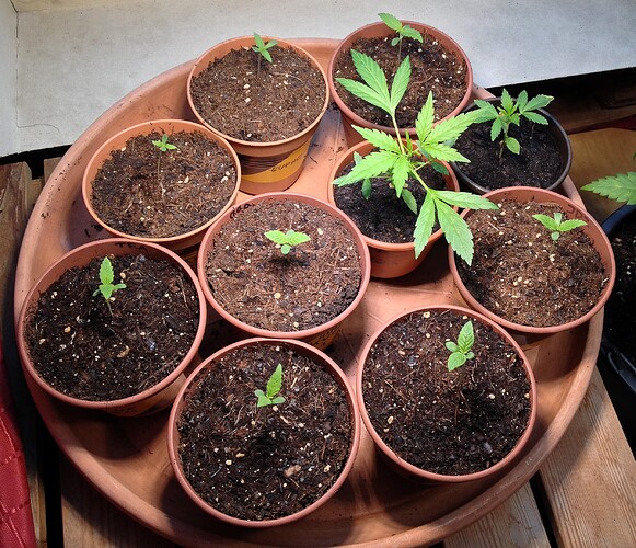 Grow25_0511_09