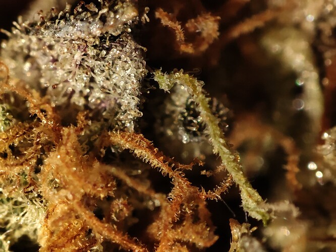 Growreport Bild 30