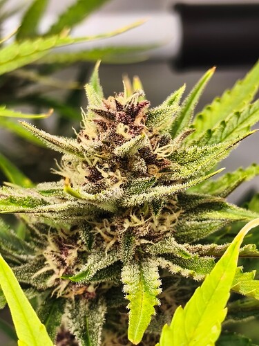 Growreport Bild 1