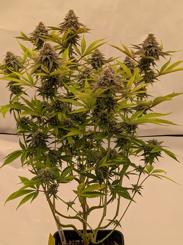 PXL_20240706_155919583