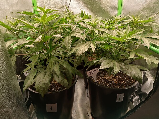 Growreport Bild 24