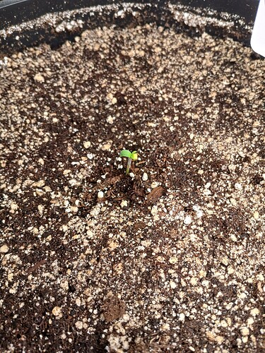Growreport Bild 2