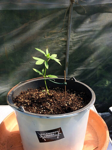 Grow26_0730_06