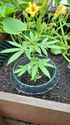 Growreport Bild 8