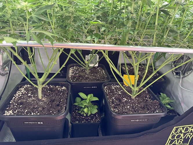 Growreport Bild 27