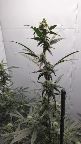 Growreport Bild 6