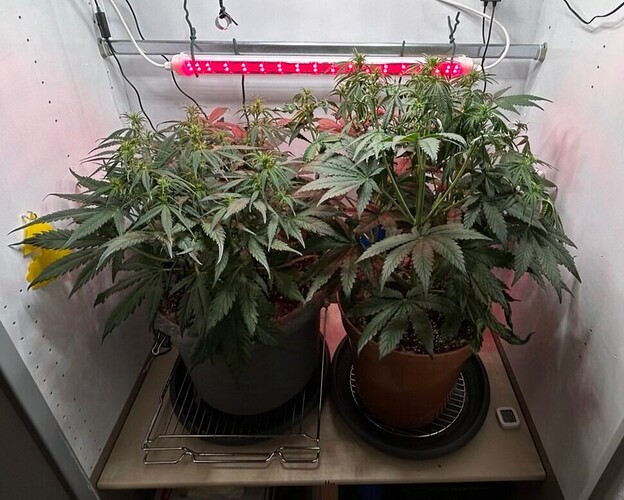 Growreport Bild 2