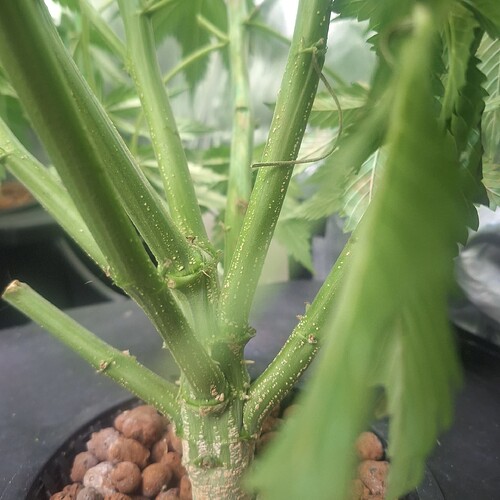 Nahaufnahme des Stammes einer Cannabispflanze mit mehreren Verzweigungen und kleinen weißen Punkten auf der Rinde.