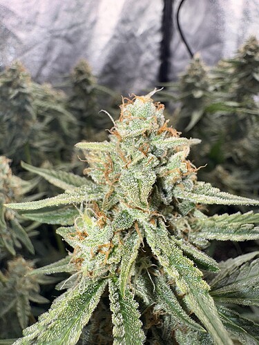 Growreport Bild 1