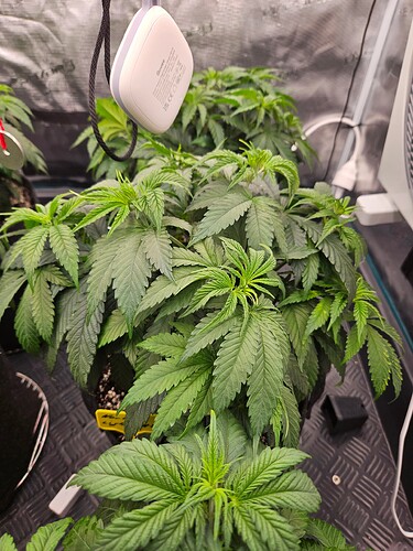 Growreport Bild 31